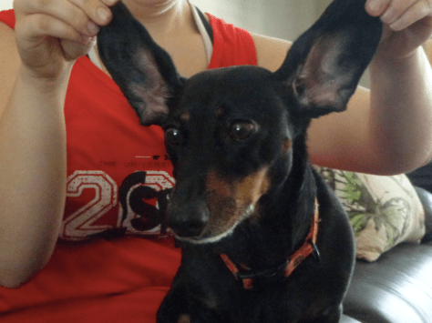 Screen Shot 2017-03-21 at 12.47.03 PM