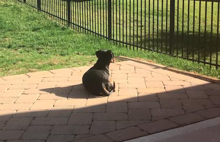 Screen Shot 2017-06-05 at 9.47.33 PM