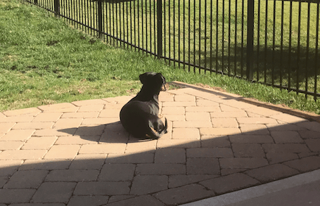 Screen Shot 2017-06-05 at 9.47.33 PM