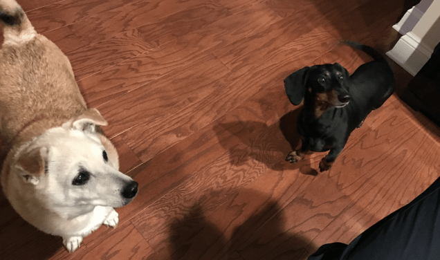 Screen Shot 2017-06-15 at 8.58.11 AM