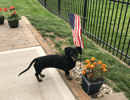 Screen Shot 2017-07-06 at 8.44.05 AM