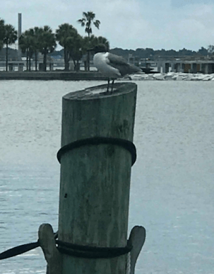 Screen Shot 2018-06-27 at 8.48.46 PM.png